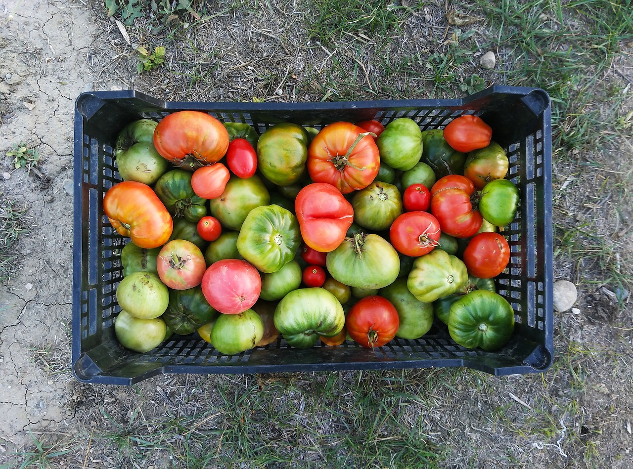 ¿Cuánto tiempo tarda en crecer la tomatera?