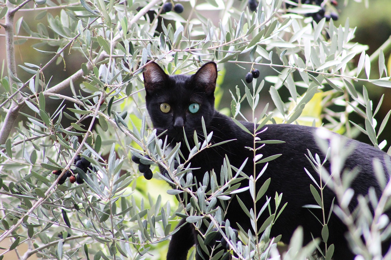 ¿Qué pasó con el gato Salem?