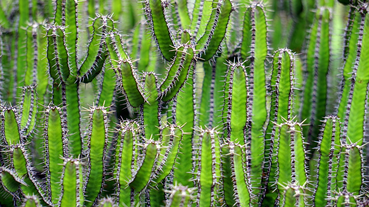 ¿Qué tipo de tierra se le pone a los cactus?