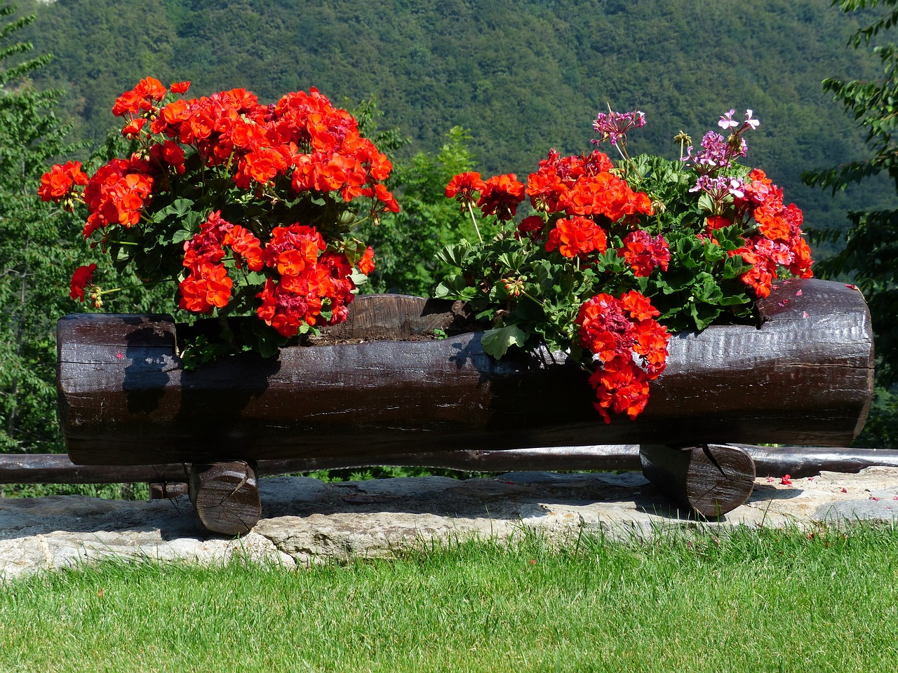 ¿Cómo se cuida un Pelargonium?