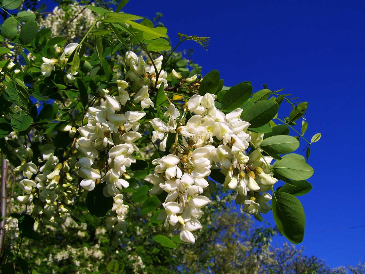 ¿Cuándo se plantan las acacias?