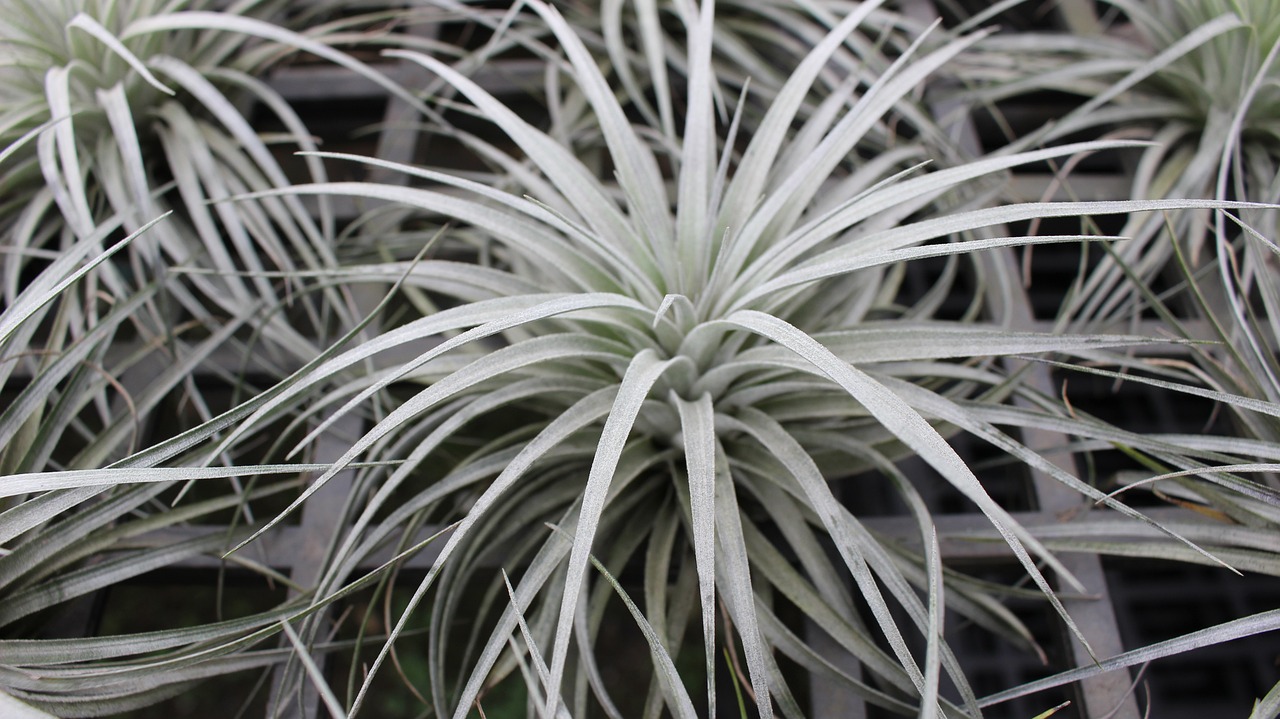 ¿Cuánto dura una Tillandsia?