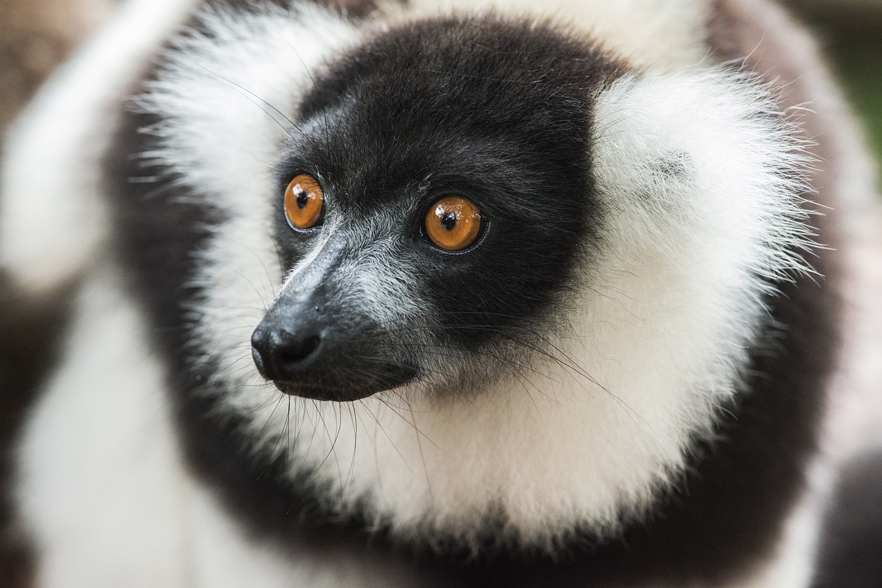 ¿Qué es lo más representativo de Madagascar?