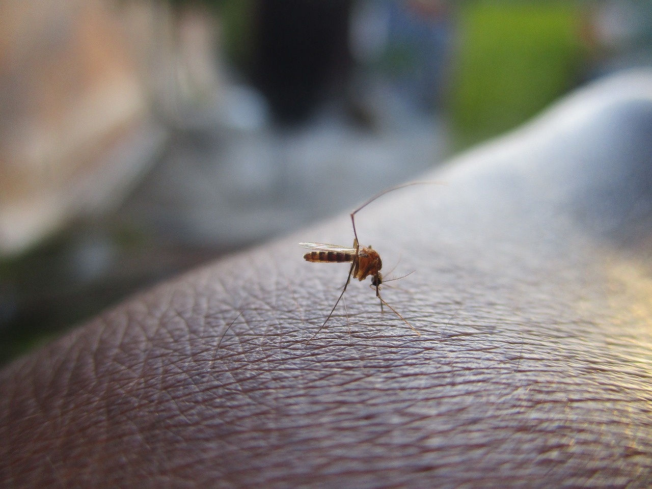 ¿Qué perfume ahuyenta a los mosquitos?