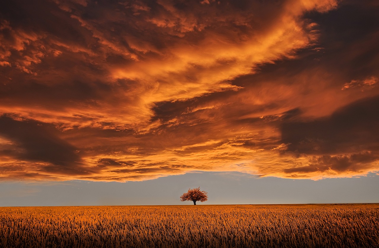 ¿Cuánto mide una casa del árbol?