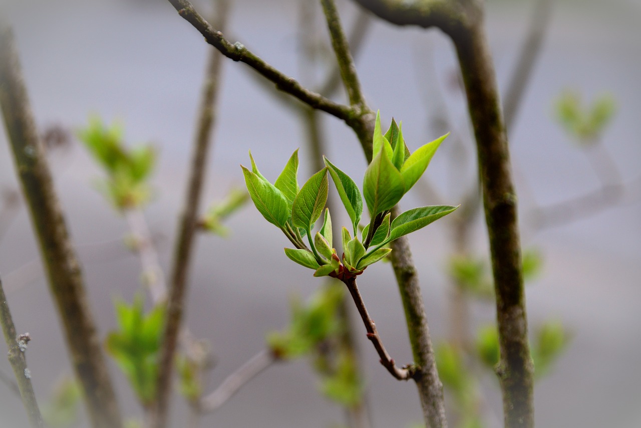 ¿Cómo se llama la planta con flores lilas?