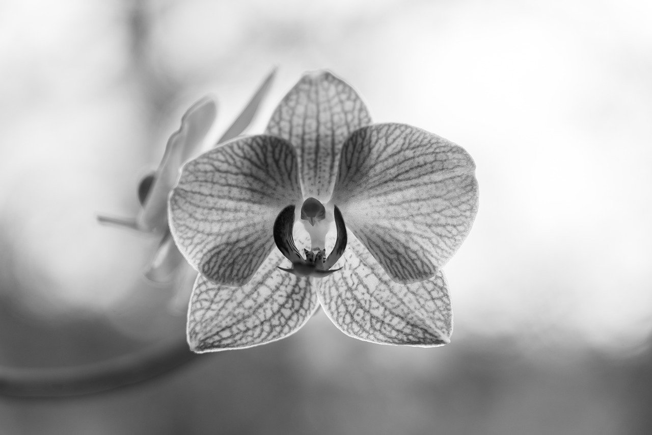 ¿Cómo cuidar una orquídea dentro de casa?