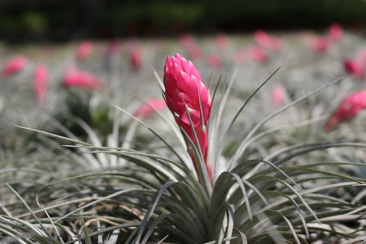 ¿Qué tipo de planta es la Tillandsia?