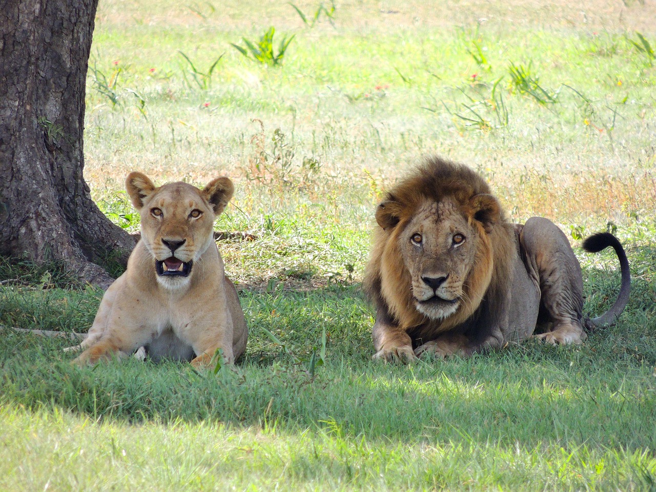 ¿Qué tan solitario es Leo?