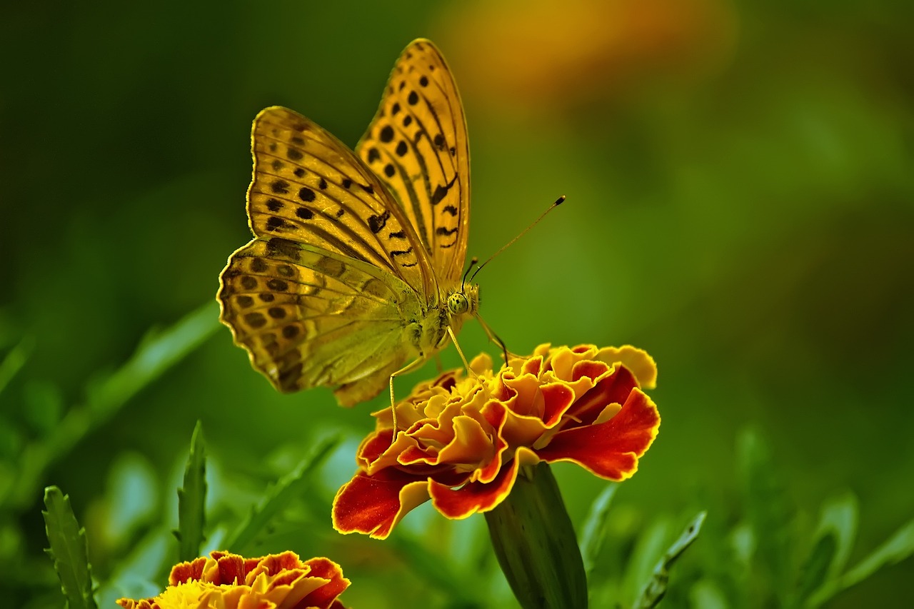 ¿Cuáles son las plantas que atraen a las mariposas?