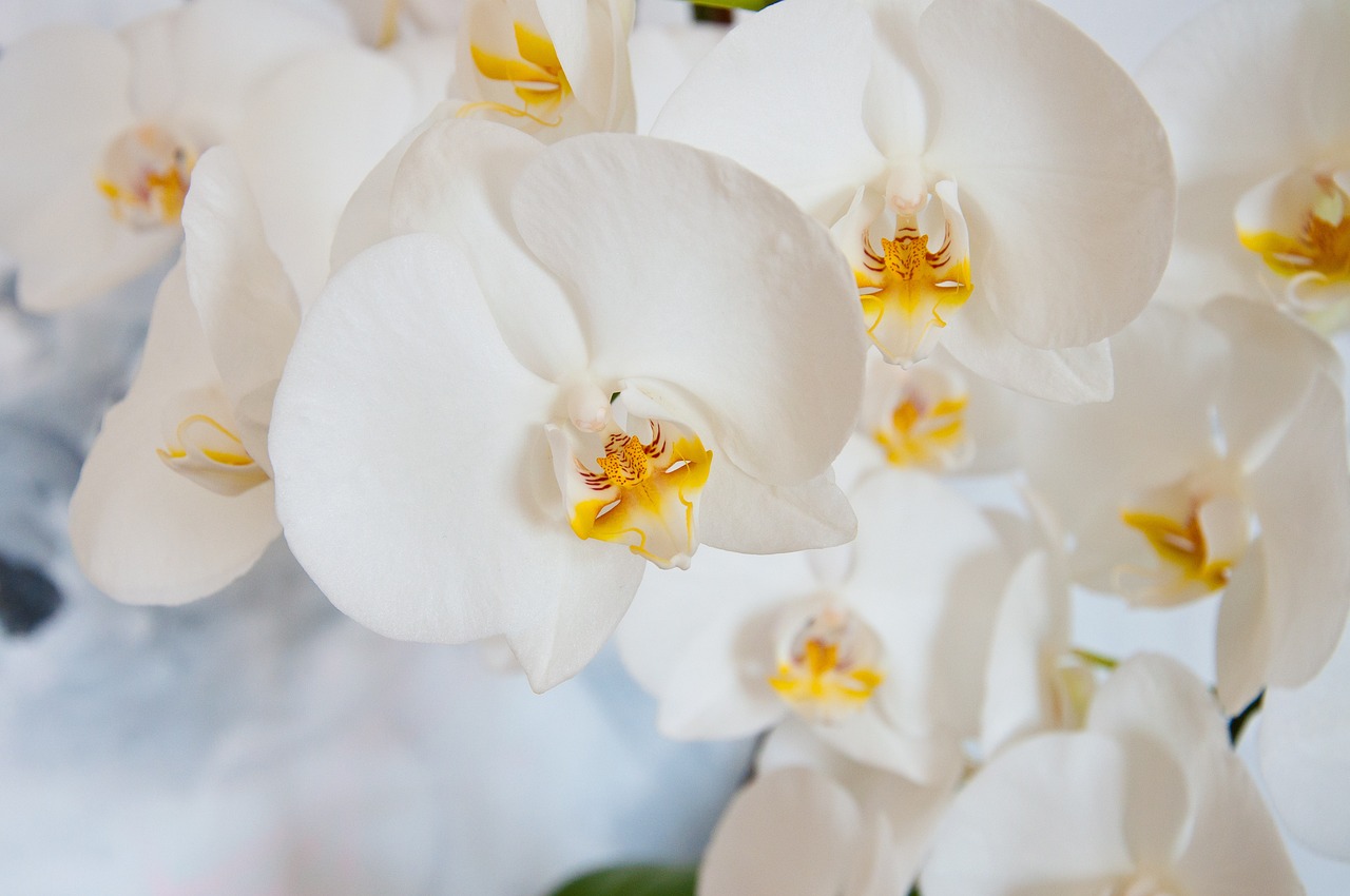 ¿Cuántas veces debo regar una orquídea?