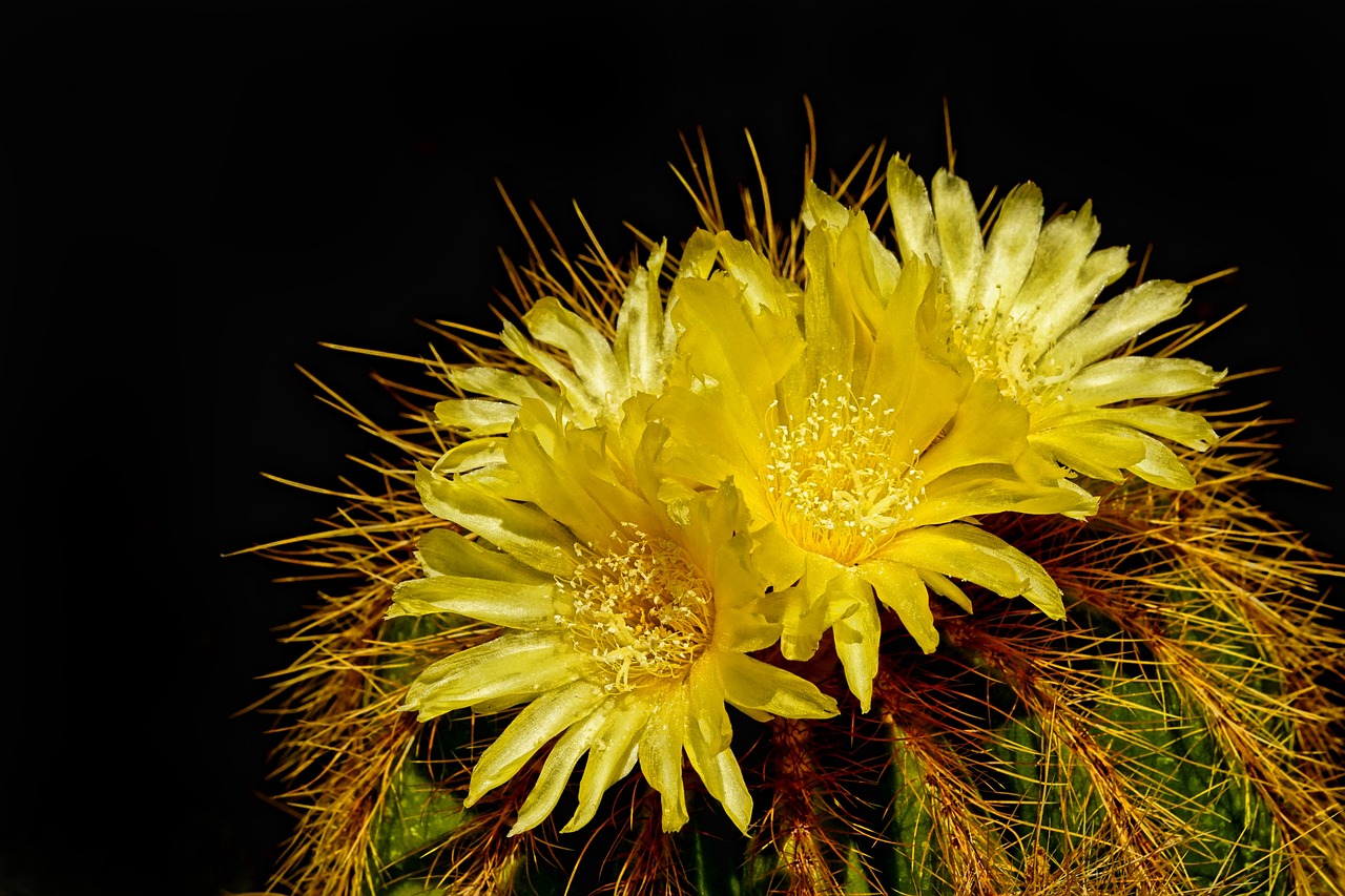 ¿Cómo plantar cactus en una botella de vidrio?